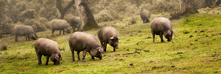 Ibérico-Schweine weiden in den Korkeichenwäldern der Dehesa nahe Salamanca